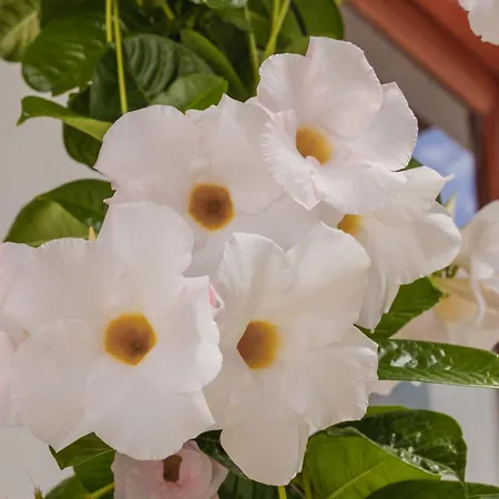 Casa Carmen * Haría